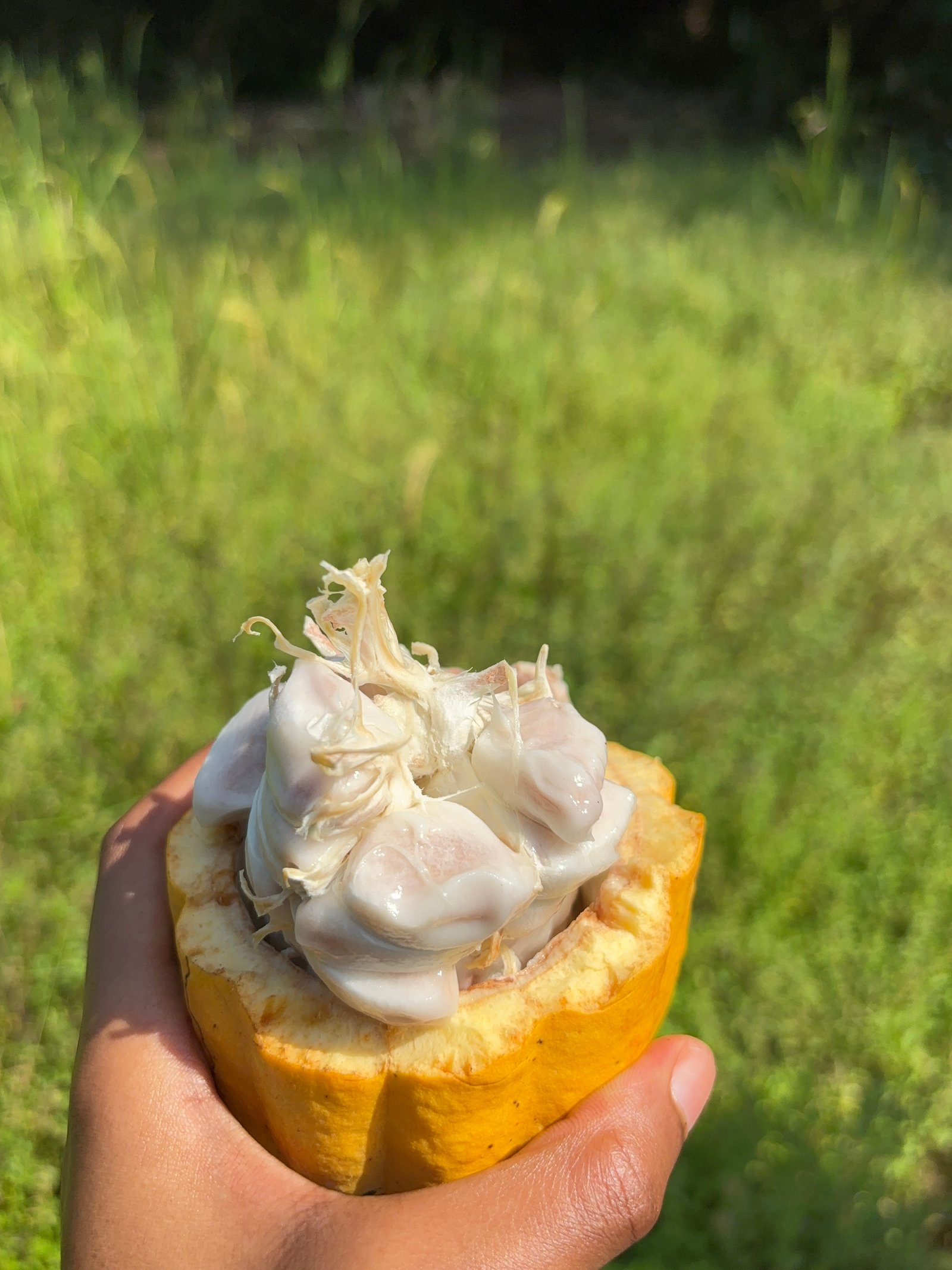 Opened cacao pod revealing white cacao beans inside