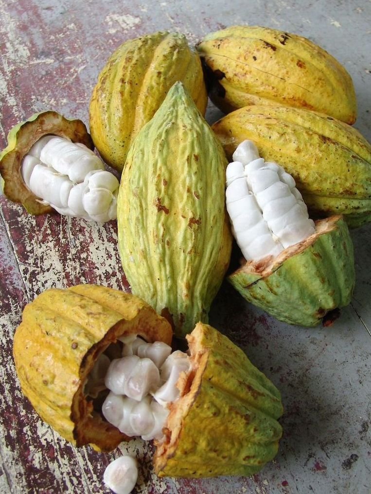 Premium Cameroonian cacao pods showing vibrant colors from yellow to dark purple