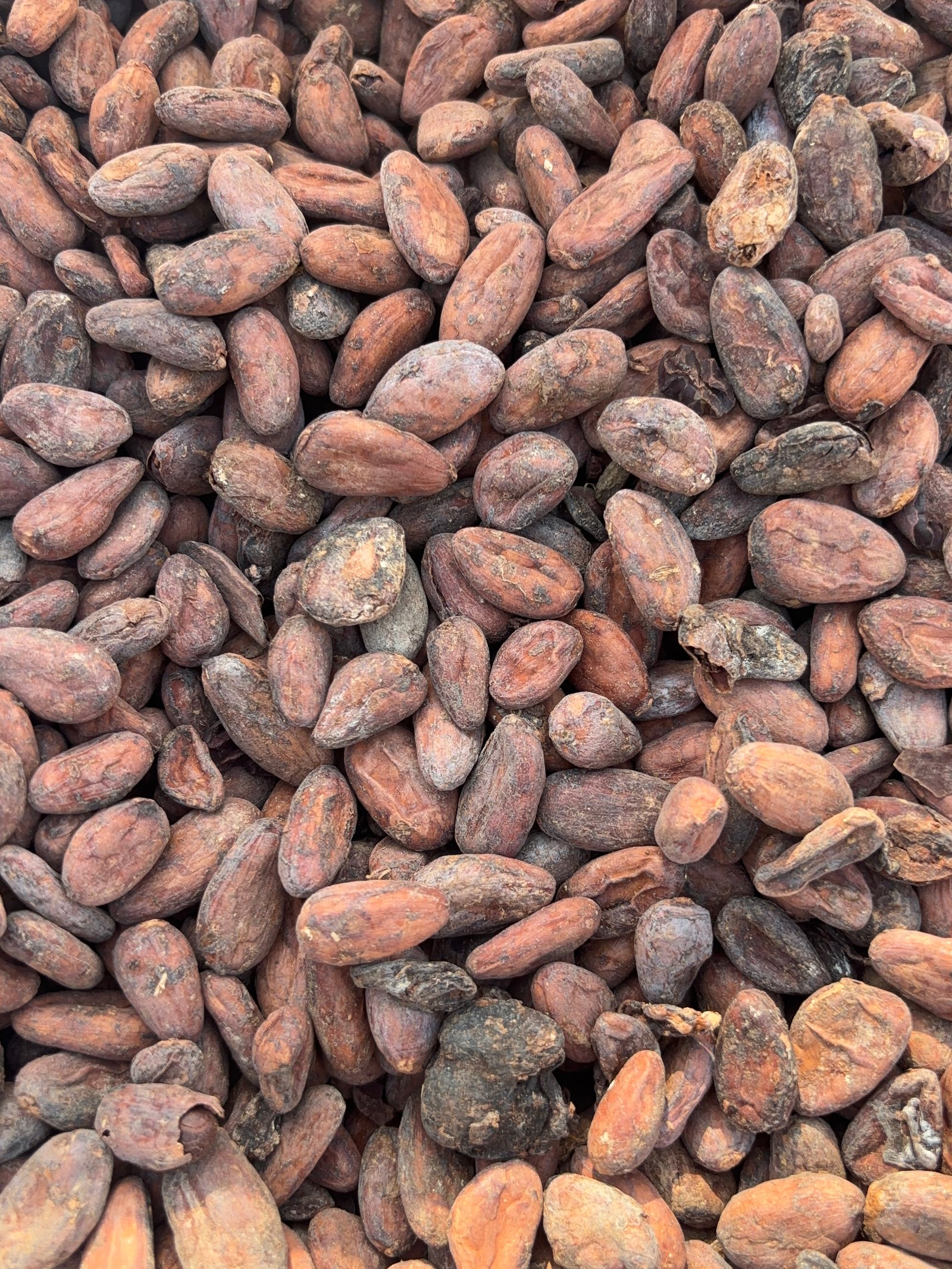 Cameroonian cacao farming landscape