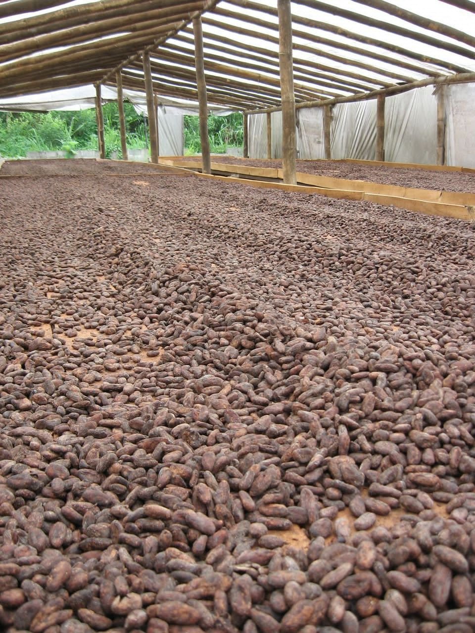 Sun drying cacao beans