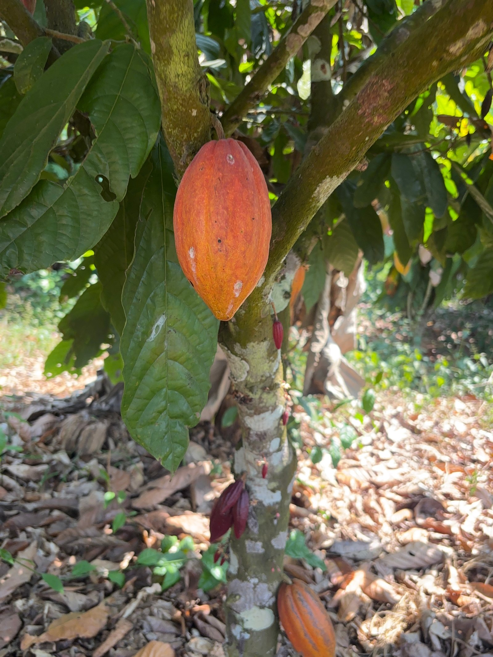 Sustainable cacao farming practices in Cameroon